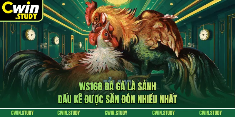 Ws168 đá gà là sảnh đấu kê được săn đón nhiều nhất